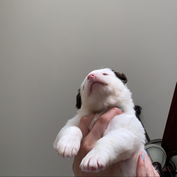 Meet your Posher, Riley - Picture 1 of 1